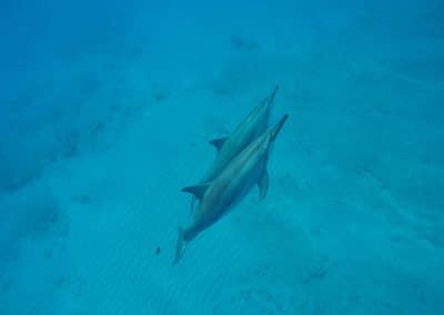 Underwater spinner dolphins