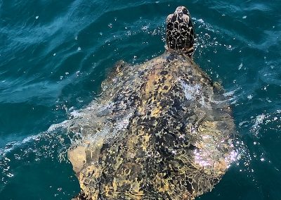 Kauai Sea Turtle