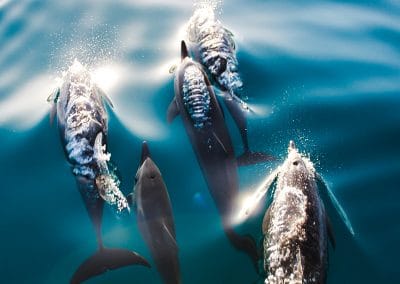 Kauai dolphins