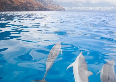 Spinner dolphins on NaPali Coast