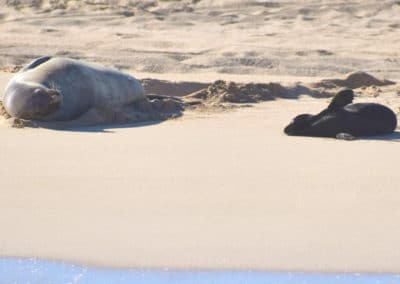 Monk Seal Mama and Pup on Kauai Beach