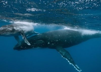 Mother and Calf Humpback Whales in Hawaii