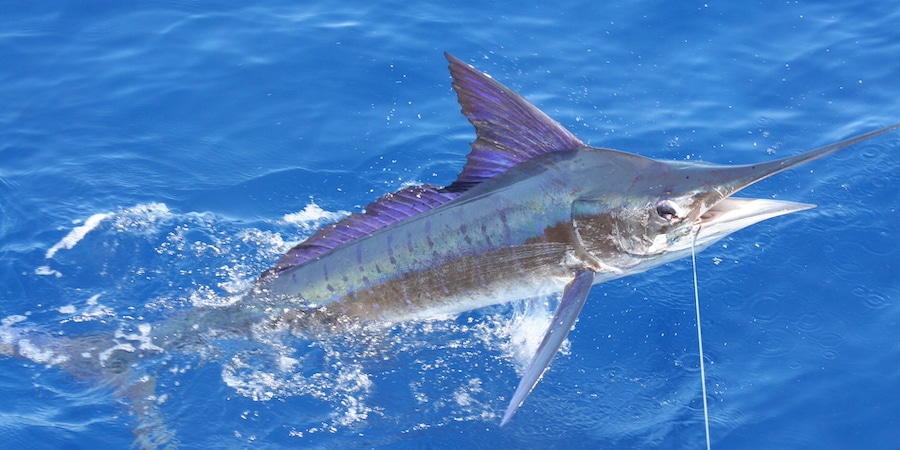 Striped Marlin on the Hook, Deep Sea Fishing Kauai