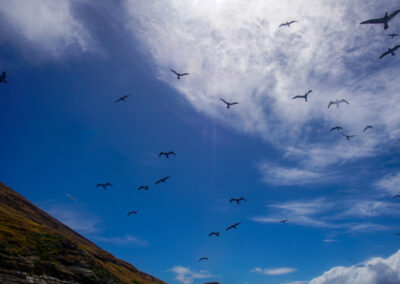 the Birds of Lehua Island
