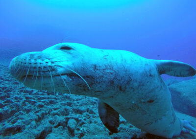 Hawaiian Monk Seal